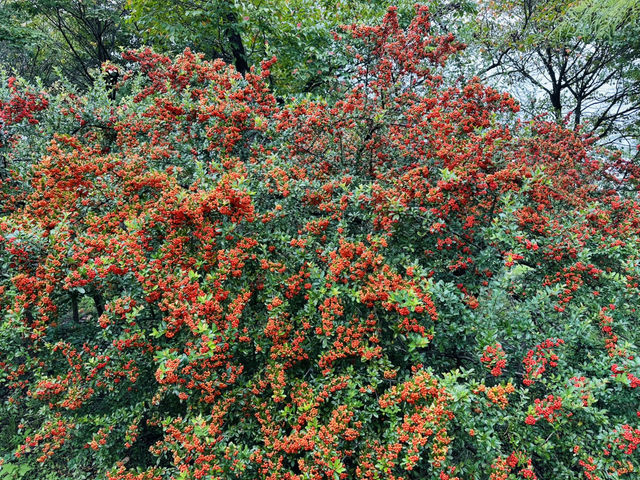 Daejeon Hanbat Arboretum