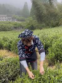 🍃 วันนี้เรามา “เก็บชา” กันที่ 福泉山茶山