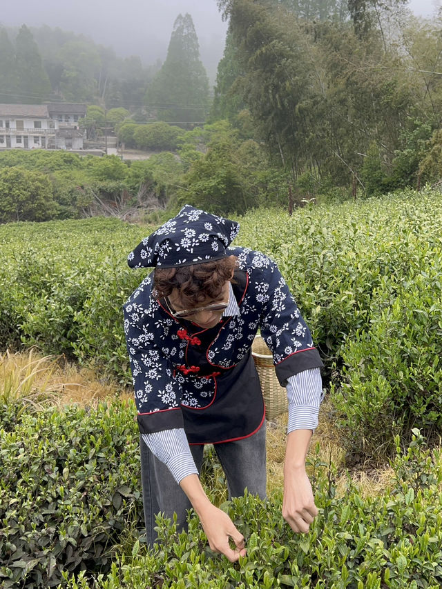 🍃 วันนี้เรามา “เก็บชา” กันที่ 福泉山茶山