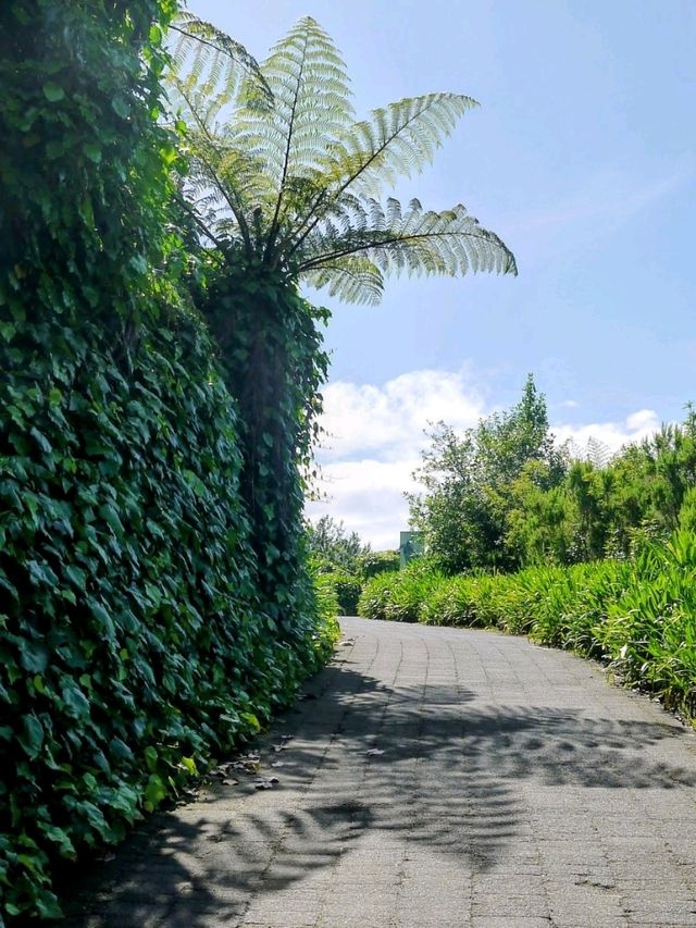 ニュージーランドのシンボルを探して