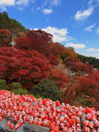 หลงเสน่ห์ใบไม้แดงญี่ปุ่น สีสันสุดประทับใจ🍁🥰
