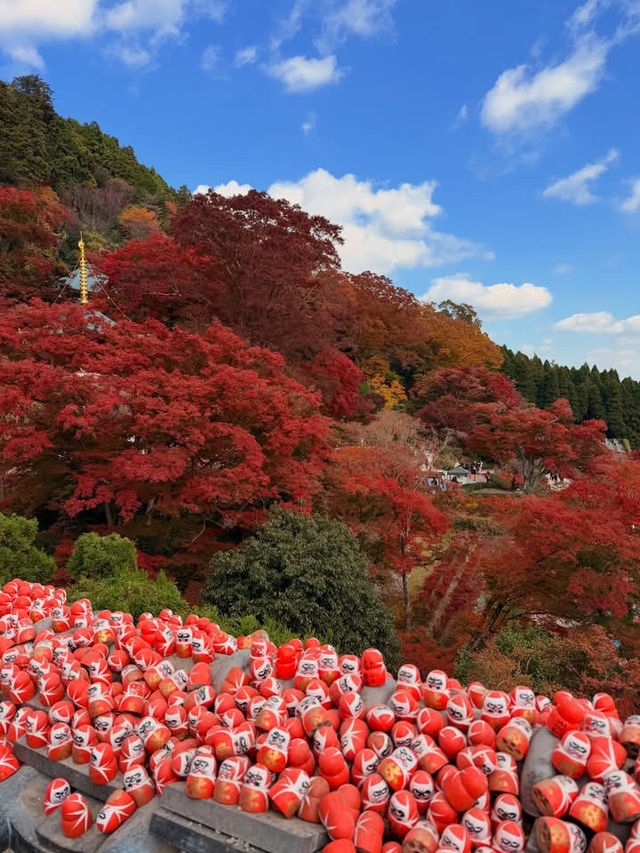 หลงเสน่ห์ใบไม้แดงญี่ปุ่น สีสันสุดประทับใจ🍁🥰 หลงเสน่ห์ใบไม้แดงญี่ปุ่น สีสันสุดประทับใจ🍁🥰