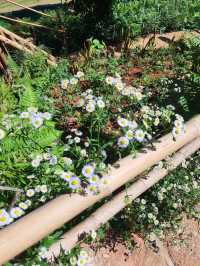 แพลนเที่ยว ทริปเชียงราย2025 1วันเต็ม📸