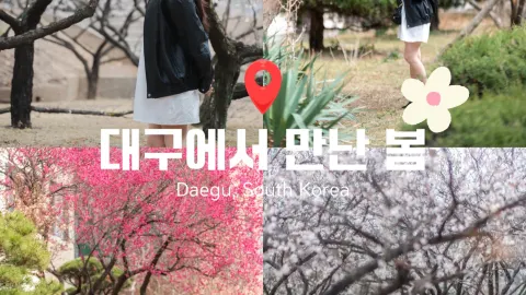 실시간 대구 도심에 찾아온 봄🌸 — traveler post in 대구