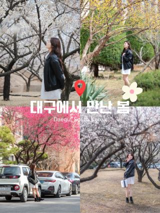 Spring has arrived in downtown Daegu in real time🌸
