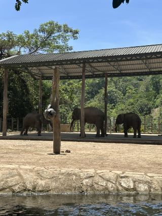 沙巴大象樂園🐘