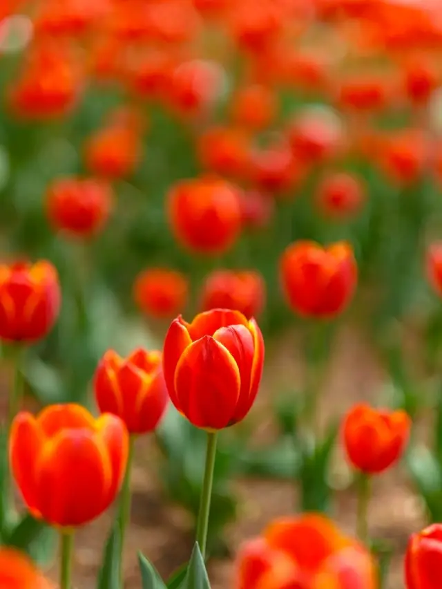 A Tour of the Tulip Garden in Qingdao.