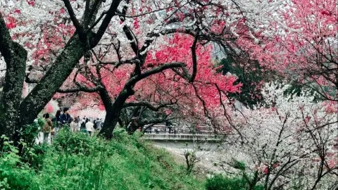  。長野県信州にある阿智村の「花桃の里」は、非常に人気の高いお花見スポットです。毎年4月末から5月にかけて、谷全体が桜、桃、梨の花で満開になり、まるで童話の世界に迷い込んだかのような、カラフルで魅力的な三色の花の海が広がります。中部国際空港からのアクセスも車で約1.5時間と非常に便利で、家族旅行、カップルでの写真撮影、友人同士でのお花見など、どんな方にも強くおすすめできます。 — traveler post in 阿智村
