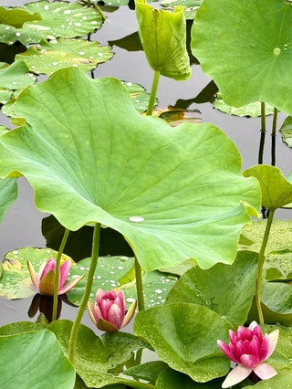 🌿 専修公園 | 秋田にある歴史的なオアシス