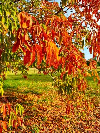 🍂巴貝爾斯貝格公園的童話秋日🏰🍁
