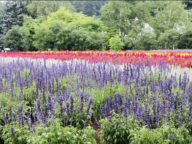 滿滿薰衣草香既富田農場