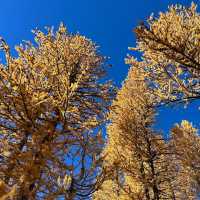 Larch Madness at Lake Ingalls 