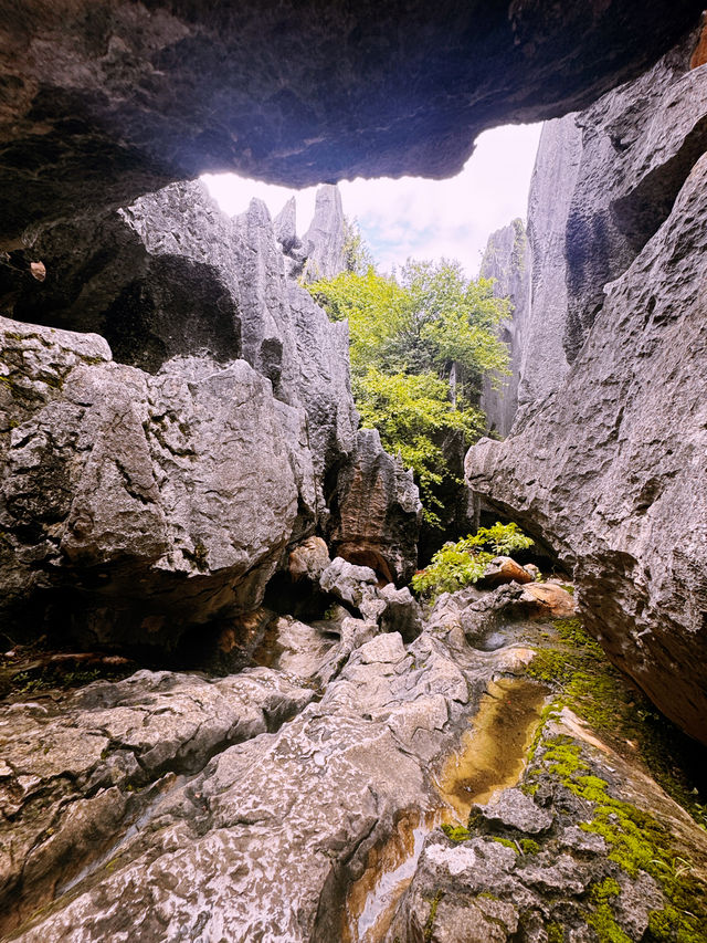 🌿 “Where Earth Dreamed in Stone”