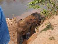 Living Green Elephant Sanctuary in Chiang Mai, Thailand.