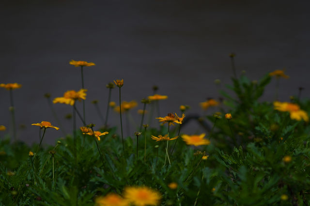  Late Afternoon at Burnham Park, Baguio