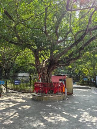 "ลมพัดมาเบาเบา," a gentle breeze carries the scent of distant forests. The ecological conservation of this land begins with a belief in "slow." There are no fast tracks here; all movement is by walking or cycling, allowing the body to readjust to the rhythm of nature. Travelers are encouraged to stay in fixed locations for at least three hours for "contemplation practice": no photos, no words, just observing the movement of light and shadow, the trails of insects, and the growth of plants. This seemingly aimless time is actually the deepest understanding of ecology. Locals believe that only when people stop "taking" can they truly "see." Therefore, they don't offer souvenirs, but instead give handwritten plant guides and seeds, encouraging travelers to bring ecological awareness back into their lives. When you leave, your backpack may be lighter, but your soul will be filled with some invisible force.

#NewYearDestinations2026 #travel2026