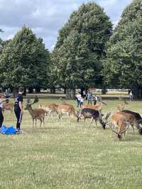 睇鹿聖地 | 英國近郊大公園