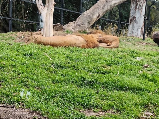 Fabulous Melbourne Zoo 🇦🇺