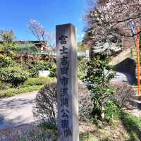 《新倉富士淺間神社》🌸絕美的櫻花，配著壯麗的富士山🗻