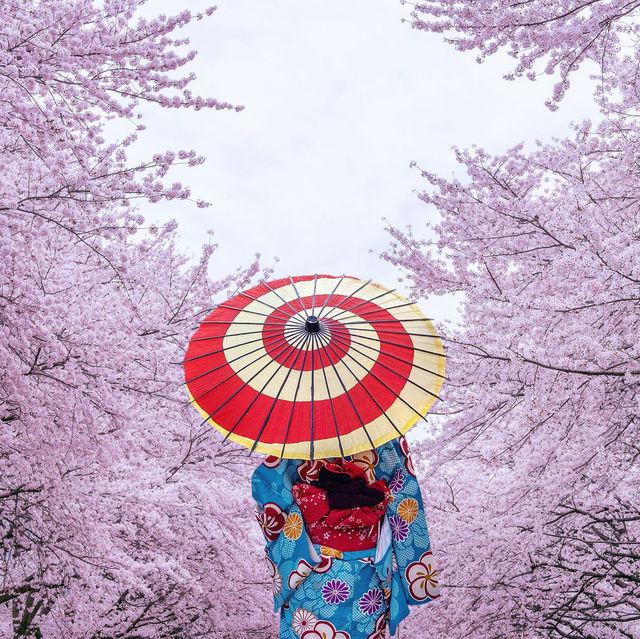 冲繩賞櫻🌸之旅