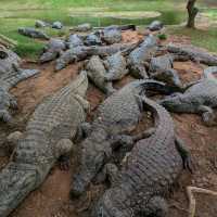 You have to go to Crocworld if you're on the KZN South Coast