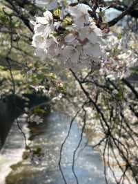Beauty of end of Sakura season 