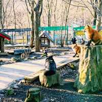 A Tokyo Day Trip to Zao Fox Village: A Hidden Gem Adventure 🦊✨