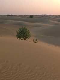 Camel Safari in Jaisalmer: A Journey Through the Thar Desert
