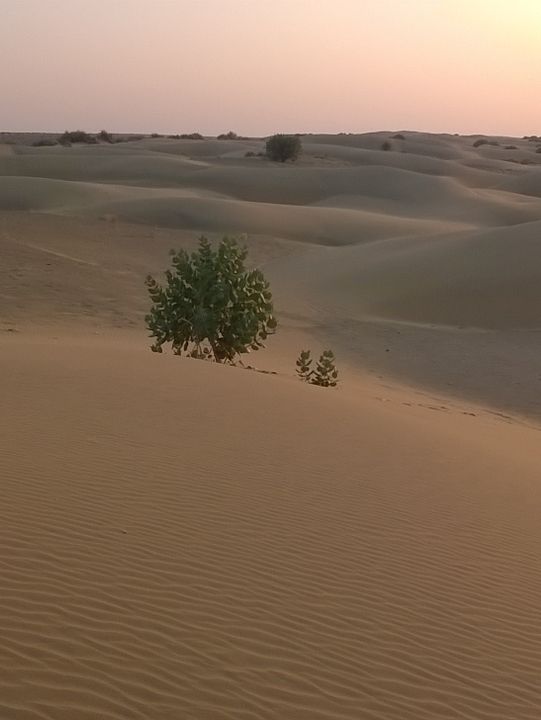 Camel Safari in Jaisalmer: A Journey Through the Thar Desert