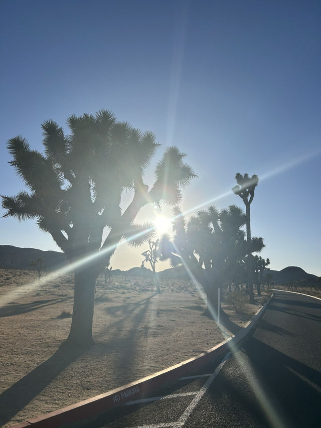 3 days in Palm Springs