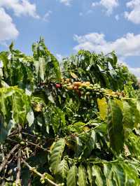 Nairobi Coffee Tour – Bean to Brew, Right at the Source ☕️