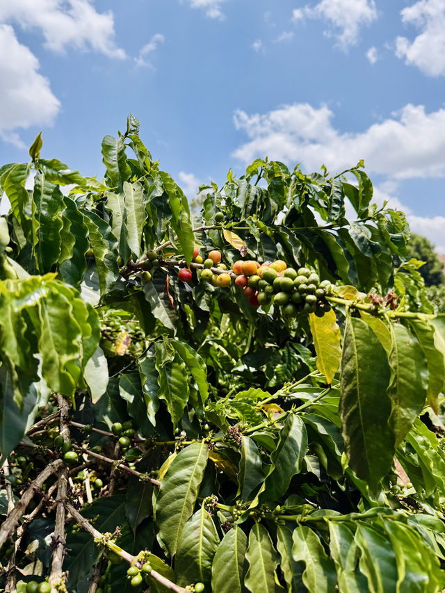 Nairobi Coffee Tour – Bean to Brew, Right at the Source ☕️