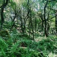 🌿 Manchester to Ladybower Wood: A Mossy Forest Escape in the Peak District