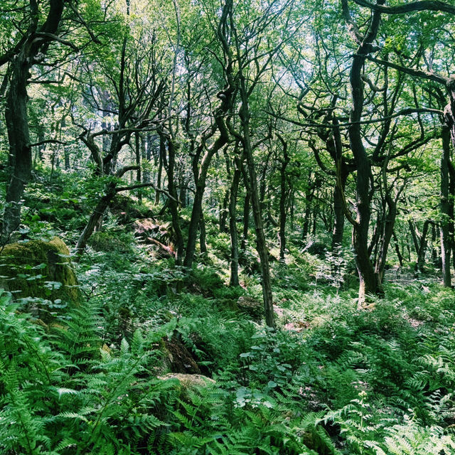 🌿 Manchester to Ladybower Wood: A Mossy Forest Escape in the Peak District