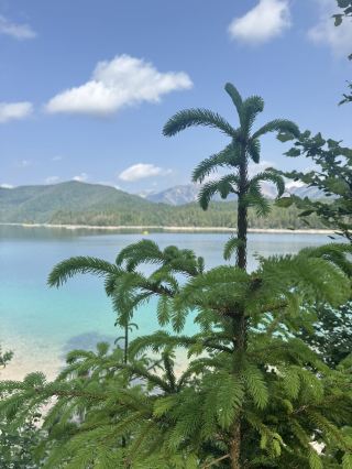 🇩🇪 Let’s visit Lake Eibsee – Germany

✨ Lake Eibsee is known as one of the most beautiful lakes in Germany, thanks to its crystal-clear blue water, stunning Alpine backdrop, and peaceful yet vibrant atmosphere. It’s perfect for a relaxing getaway or a nature-filled one-day trip from Munich.

🚶 How to get there:

Start your journey at Munich Central Station. With the Deutschland Ticket, you can take a direct train to Garmisch-Partenkirchen Station. Trains run every hour, and the trip takes about 1.5 hours, covering roughly 100 kilometers.

From Garmisch-Partenkirchen, transfer to Bus 9840 and get off at Eibsee stop (right in front of the Eibsee Hotel). You can pay the fare directly to the driver. A round-trip ticket costs €12 per person.

🟢 Note: The Deutschland Ticket is not valid on this bus, but the Bayern Ticket is accepted. Buses depart every hour and the ride takes around 50 minutes.

🌿 Highlights of Lake Eibsee:

✔️ A scenic 7.9 km walking trail circles the lake. It takes about 90 minutes and is perfect for a peaceful walk or taking beautiful photos.

✔️ I visited on June 9, 2025, which happened to be a public holiday. The weather was lovely with mild sunshine and cool temperatures. It was quite busy, but still very enjoyable.

✔️ Popular activities include:
	•	Boating / Stand-Up Paddleboarding (SUP)
	•	Taking the cable car up to Zugspitze, Germany’s highest peak
	•	Cycling
	•	Hiking
	•	Sunbathing by the lake

The whole trip was super easy and convenient. Don’t worry about getting lost—just follow the other travelers. Most of them are heading to Eibsee too!

#SoloTraveler
#Completely35Countries103Cities