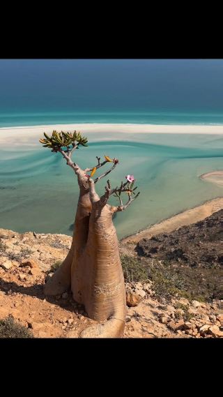 🌿 Socotra: The Alien Island of Ancient Wonders 🇾🇪✨
