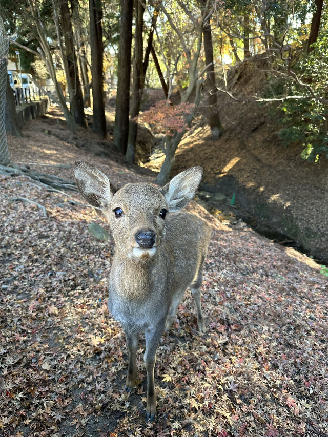 Nara’s ancient vibes meet jaw-dropping temples