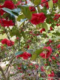 ๐บ More Than Just Flowers