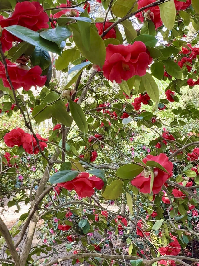 ๐บ More Than Just Flowers ๐บ More Than Just Flowers