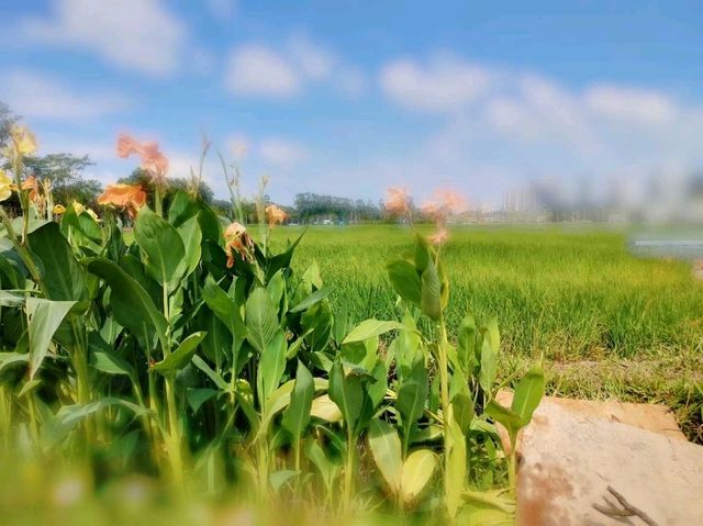 🌾 Urban Fields of Dejunzhou: Nature Thrives in the City