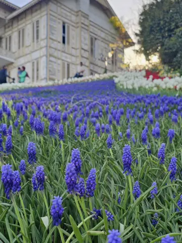 🍁 Emirgan Park – Istanbul’s Autumn Garden of Dreams 🌸🍂