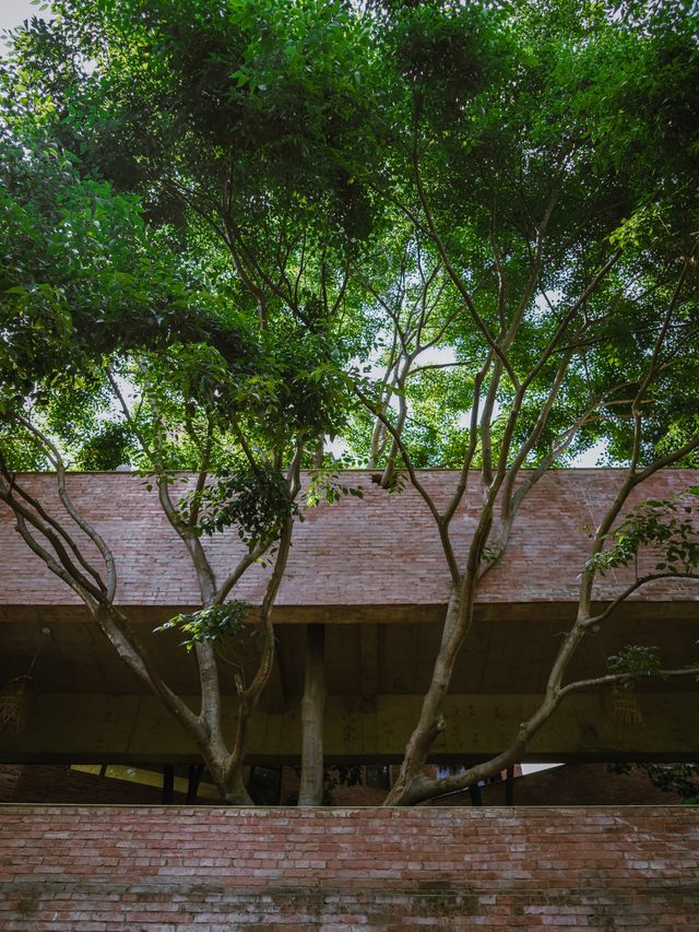 這棵房子里長出的樹🌳治癒了我的整個下午