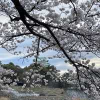 🇯🇵名古屋城：與白櫻🌸來一場歷史漫步