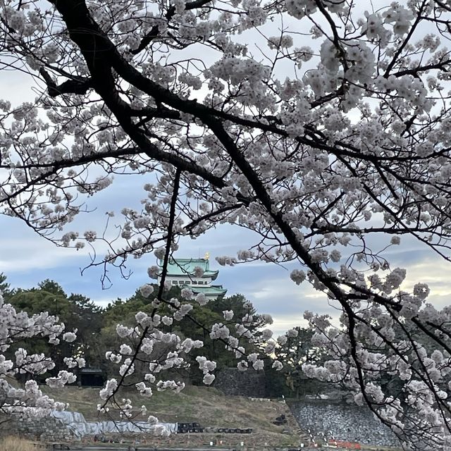 🇯🇵名古屋城：與白櫻🌸來一場歷史漫步