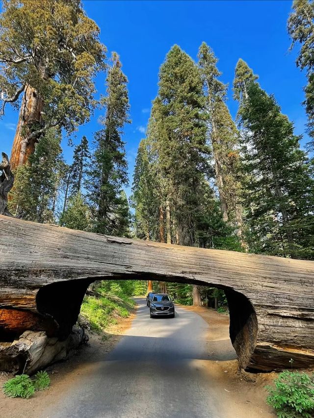 In the world, the rare plant landscape of towering and spectacular redwood forests.