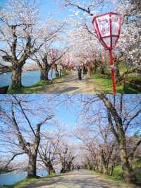 Spring is here, go to Japan and attend a cherry blossom festival!