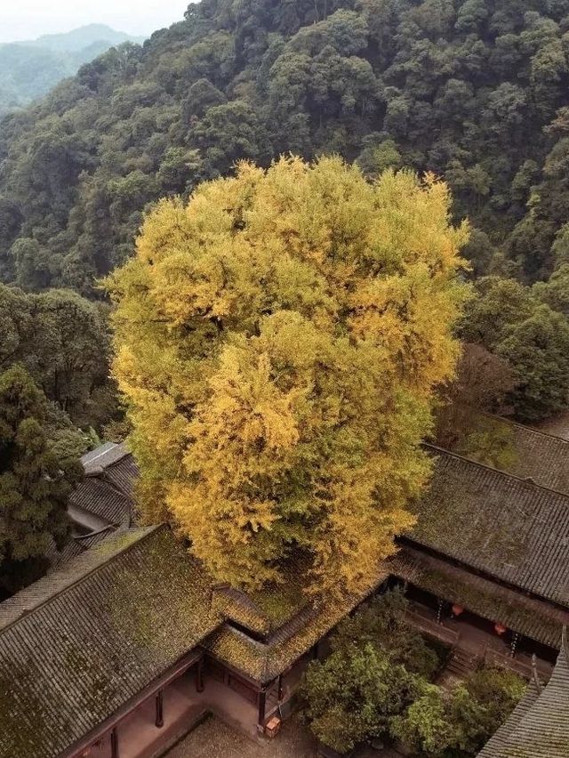 銀杏黃了｜成都周邊絕美賞景地