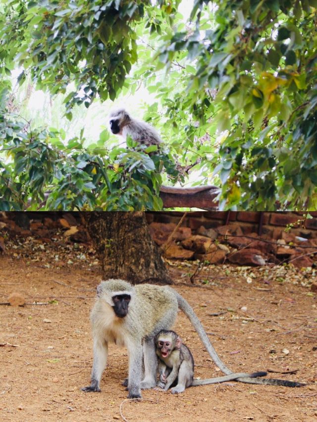 狂野非洲｜探秘比林斯堡野生動物保護區