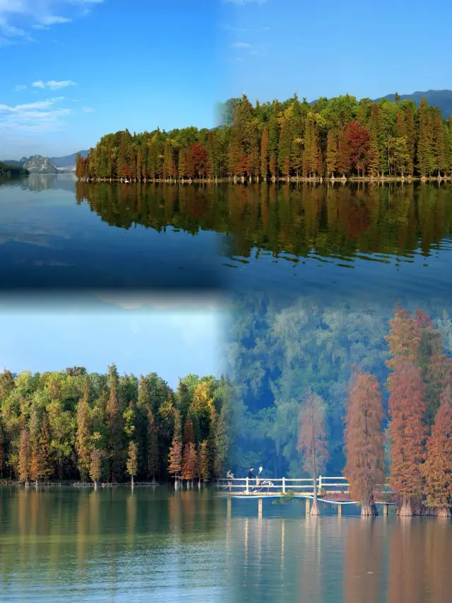 Winter Wonderland: The dazzling beauty of the Taxodium distichum in Zhaoqing's Seven Star Crags