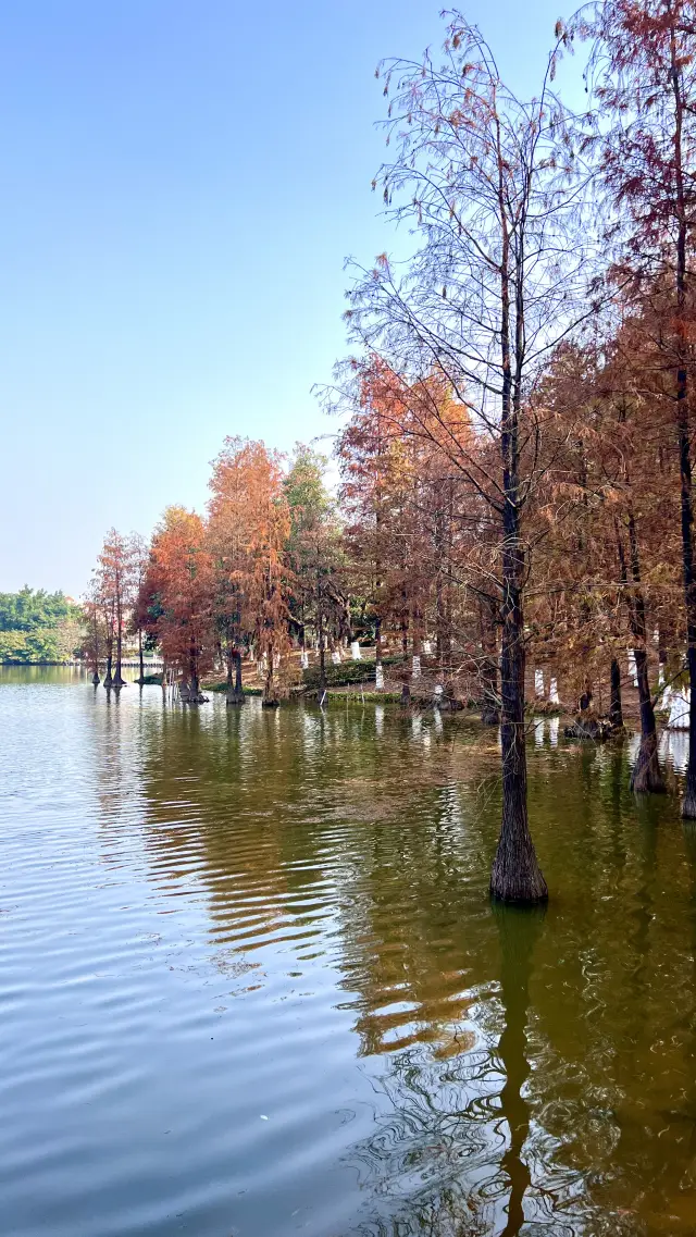 A hidden place to appreciate the Taxodium in Guangzhou!